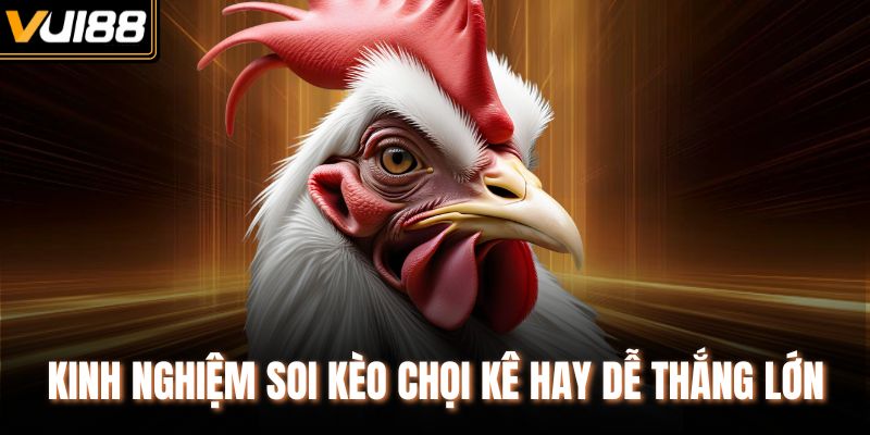 Kinh nghiệm soi kèo chọi kê hay dễ thắng lớn